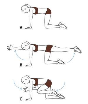bird dog--9 Simple Core & Glutes Workouts for Beginners