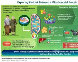 Metabolic Health Optimization: 2026 Longevity Protocol