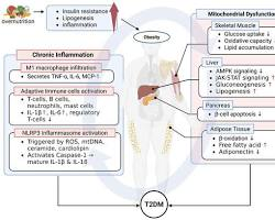 Metabolic Health Optimization: 2026 Longevity Protocol