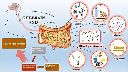 Conceptual digital art of healthy gut bacteria impacting cognitive function and mental clarity.