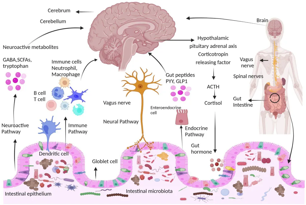 Scientific diagram of the gut-brain connection showing how gut bacteria send signals to the mind for mental performance.