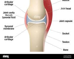 Bulletproof Joints: The 2026 Daily 5-Minute Mobility Flow (Complete Clinical Guide)
