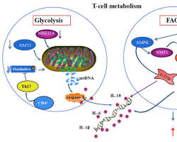 Fat Loss Improves Longevity