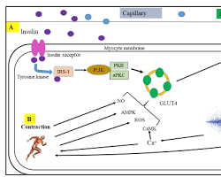 How Walking After Meals Can Support Metabolic Fitness