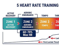 The Hidden Benefits of Zone 2 Cardio for Everyday Health