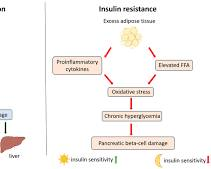 Metabolic Health Explained