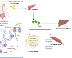 Metabolic Health Explained